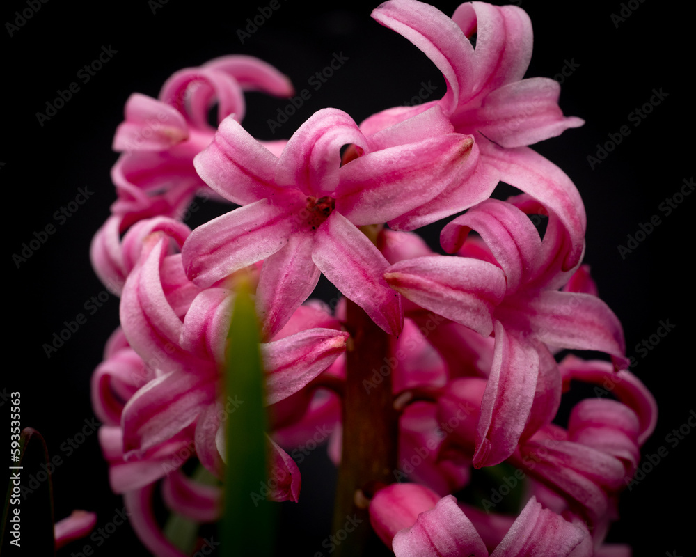 pink hyacinth on black