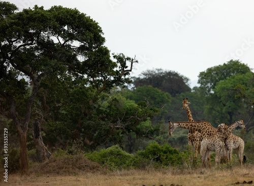 Photography Tower of northern giraffes eating leaves from lush bushes and trees in the dayli