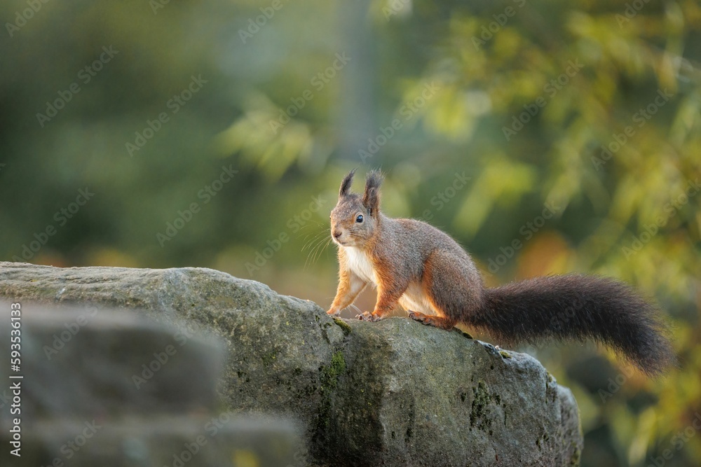 Closeup of an adorable Red squirrel standing on the stone Closeup of an adorable Red squirrel standing on the stone