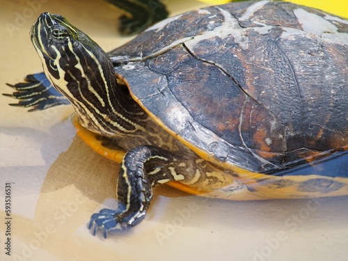 Closeup of a pseudemys peninsularis turtle photo