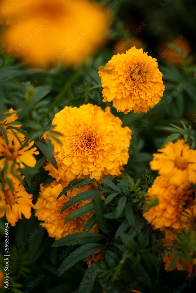 Vertical closeup shot of orange marigold flowers during the Day of the Dead in Michoacan, Mexico. Vertical closeup shot of orange marigold flowers during the Day of the Dead in Michoacan, Mexico.