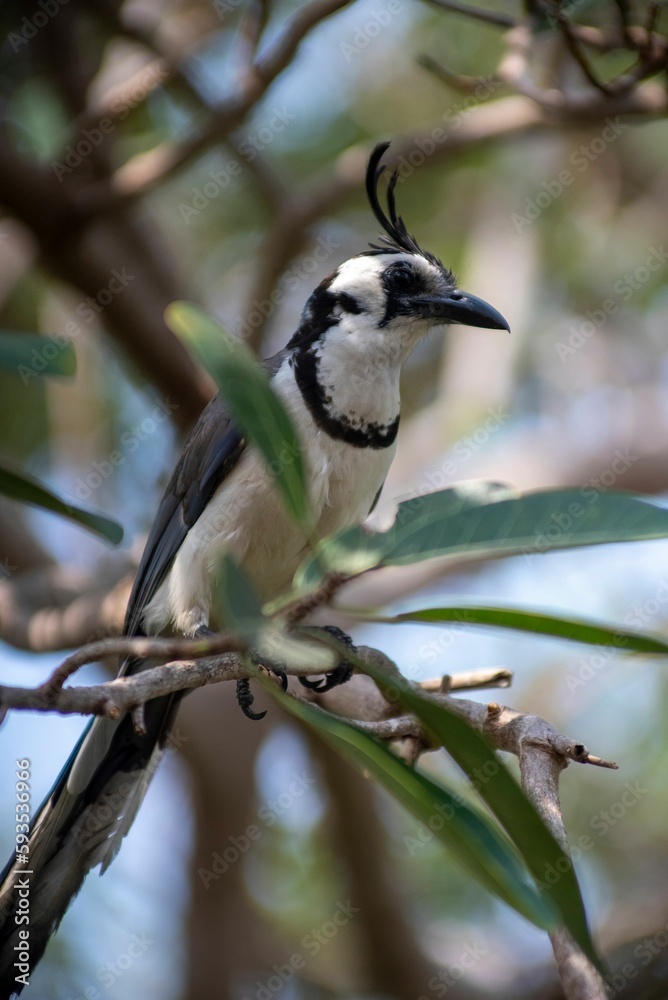 Vertical shit of a Black-throated magpie-jay bird perched on a tree branch. Vertical shit of a Black-throated magpie-jay bird perched on a tree branch.