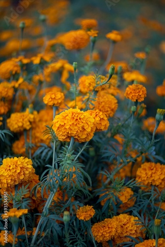 Vertical closeup shot of orange marigold flowers during the Day of the Dead in Michoacan, Mexico.