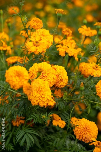 Vertical closeup shot of orange marigold flowers during the Day of the Dead in Michoacan, Mexico. © Alfonso Silva Pacheco/Wirestock Creators