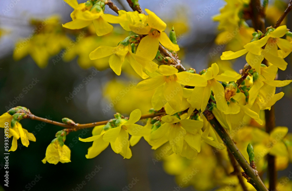 Forsycja (Forsythia), żółte kwiaty, kwitnacy krzew wiosenny, deciduous shrubs, Oleaceae, blooming Forsythia twigs, bright spring day, springtime background