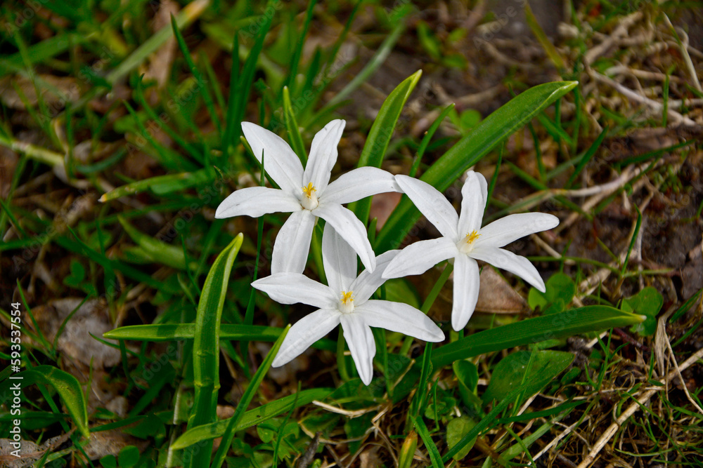 biały śnieżnik lśniący alba (Chionodoxa luciliae), Chionodoxa luciliae Alba blooming in spring