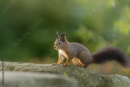 Selective focus of a red squirrel sitting on the stone with blurred background