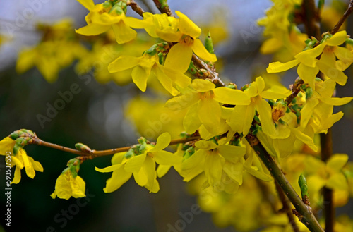Obraz na płótnie Forsycja (Forsythia), żółte kwiaty, kwitnacy krzew wiosenny, deciduous shrubs, Oleaceae, blooming Forsythia twigs, bright spring day, springtime background w salonie