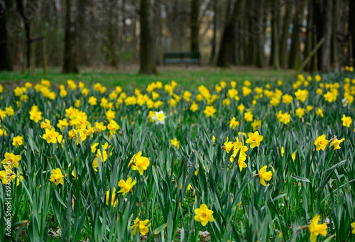 pole żóltych narczyzów (Narcissus), wiosenne kwiaty cebulowe, żółte narcycy w parku, Yellow narcissus spring blossomField of yellow daffodils, narcissus flowers
