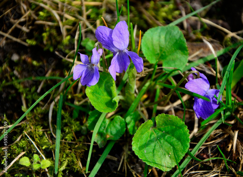Fiołek wonny, fiołek pachnący (Viola odorata), Viola odorata plants on spring forest