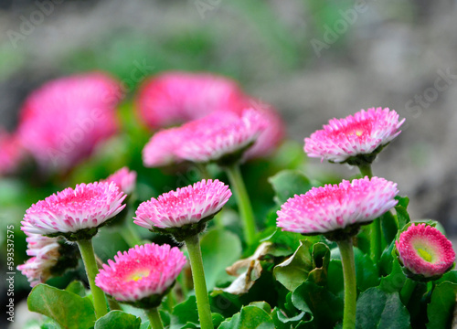 Obraz na płótnie Stokrotka pospolita, stokrotka łąkowa, stokrotka trwała (Bellis perennis), Pink and white daisy flower, Bellis perennis flowers, daisies in the garden, Pink daisy flowers w salonie