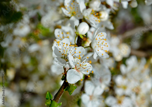  kwitnąca śliwa domowa mirabelka (Prunus domestica subsp. syriaca), białe kwiaty, Beautiful white flowers of a Mirabelle tree, White small flowers of Mirabelle plum, cherry plum