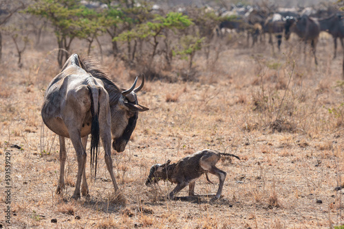 Wildebeest Mother Watches Newborn Struggle to Stand in Nairobi National Park.  © Michael Hodgson