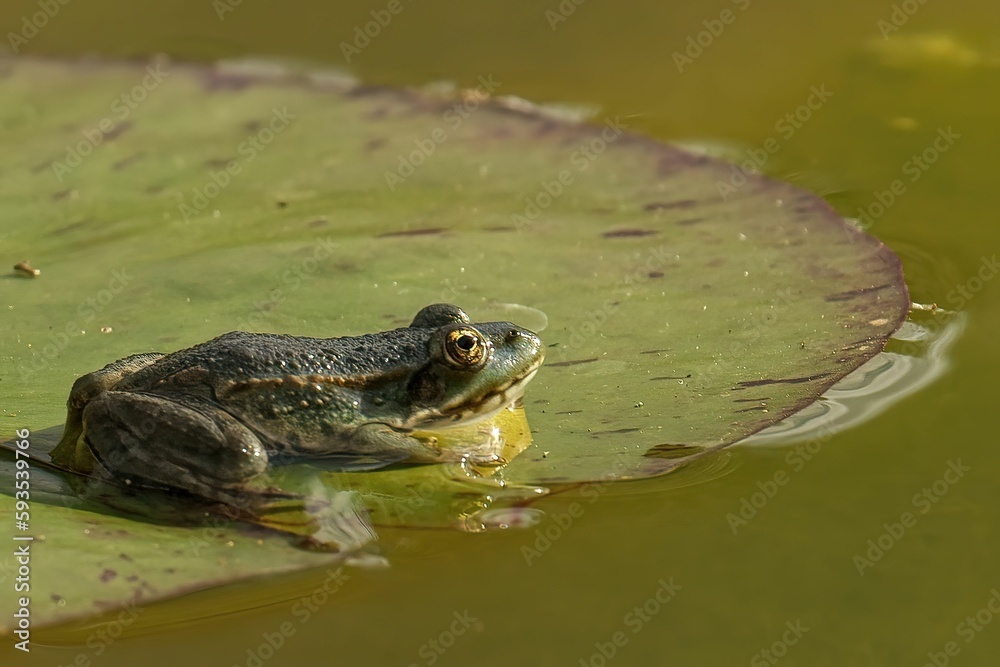 Closeup of a marsh frog, Pelophylax ridibundus. Closeup of a marsh frog, Pelophylax ridibundus.