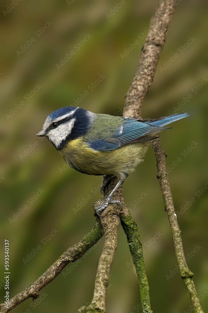 Vertical shot of a blue tit perched on a branch Vertical shot of a blue tit perched on a branch