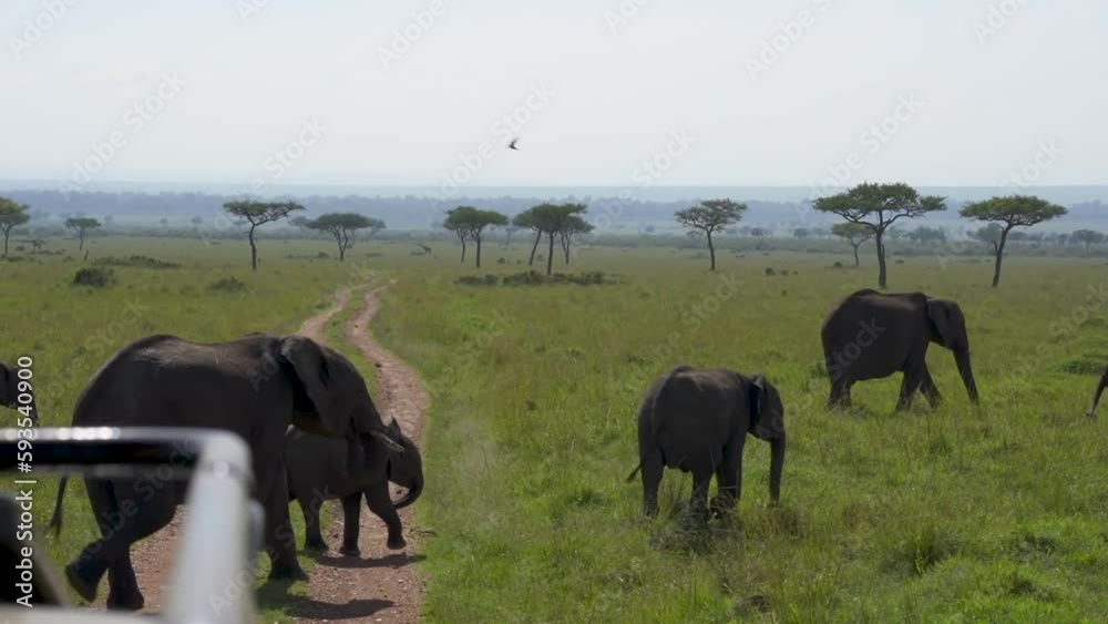 Elephants pass across dirt road in front of Safari vehicle Elephants pass across dirt road in front of Safari vehicle