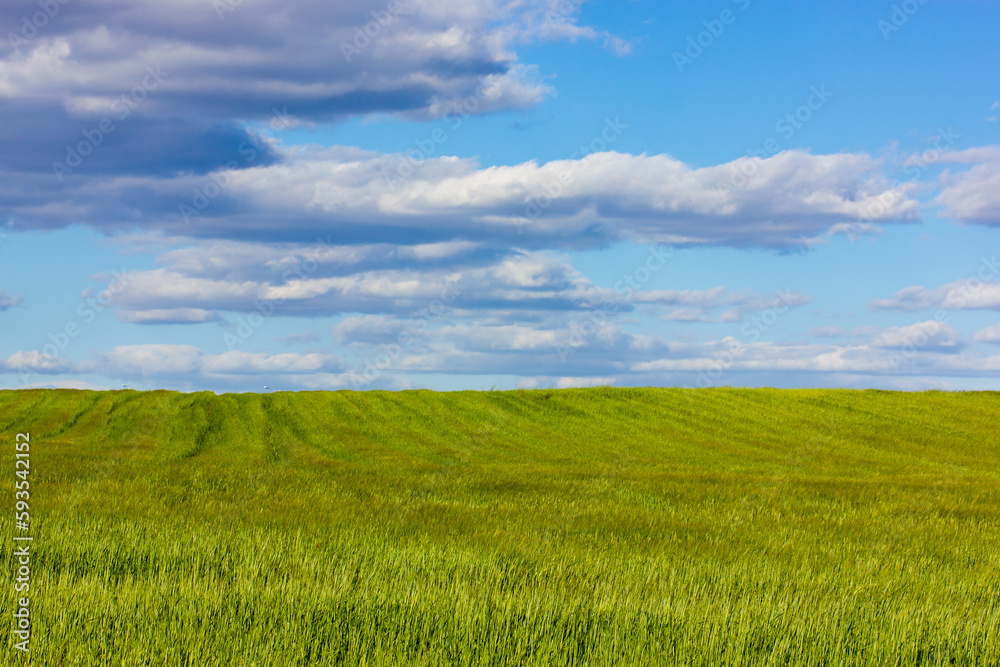 Green meadow with blue sky and clouds outdoors in sunny spring summer day. Farmland landscape in springtime season. Growing corn plants on a field. Composition of nature. Calm scene. Agriculture theme