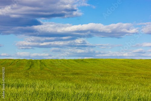 Green meadow with blue sky and clouds outdoors in sunny spring summer day. Farmland landscape in springtime season. Growing corn plants on a field. Composition of nature. Calm scene. Agriculture theme