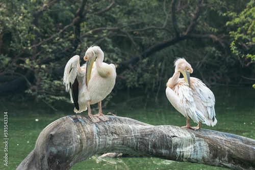 Selective focus shot of two pink pelicans clearing their feathers photo