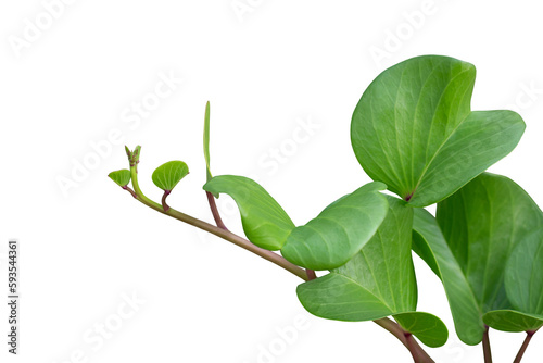 Goat’s foot creeper, Beach morning glory or Ipomoea pes-caprae is a Thai herb isolated on white background included clipping path. photo