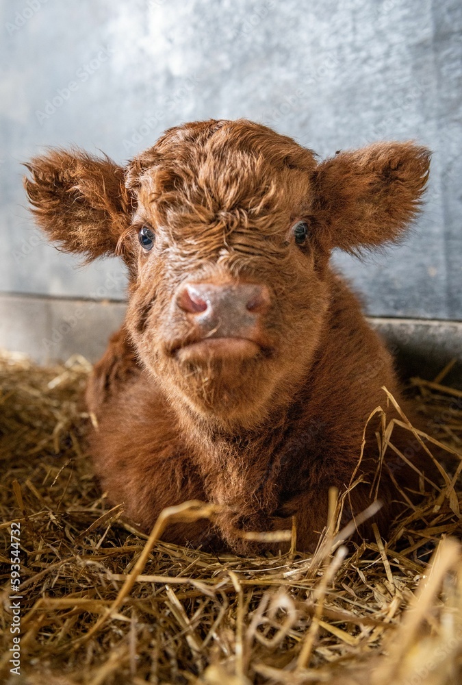 Fototapeta premium Vertcal shot of a Scottish Highland cow baby calf lying on the grass in the farmland