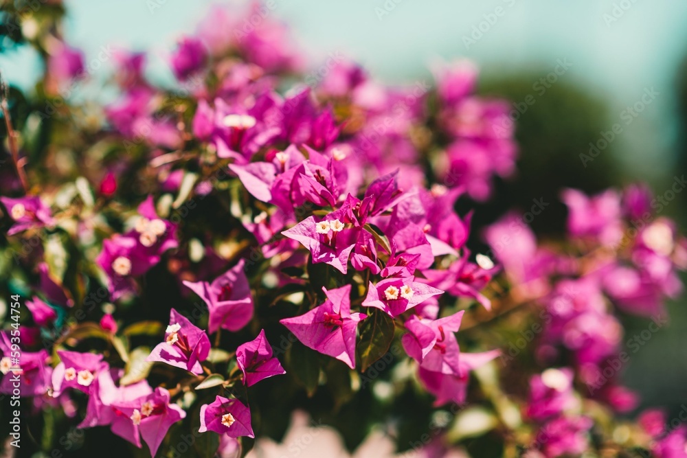Closeup of beautiful Bougainvillea glabra flowers in a garden Closeup of beautiful Bougainvillea glabra flowers in a garden