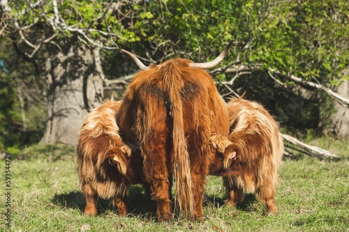 Baby Scottish Highland calfs eating milk from mother's breast in teh field