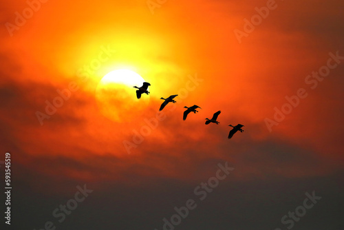Flock of Fulvous whistling duck flying in the sky at sunset.