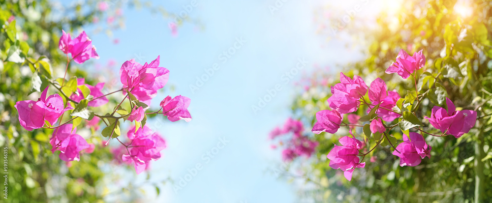 Blossoming bougainvillea Magenta flowers close up, abstract blurred sunny natural background. south tropical beautiful plant. bright gentle floral image. template for design. copy space Blossoming bougainvillea Magenta flowers close up, abstract blurred sunny natural background. south tropical beautiful plant. bright gentle floral image. template for design. copy space