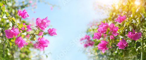 Blossoming bougainvillea Magenta flowers close up, abstract blurred sunny natural background. south tropical beautiful plant. bright gentle floral image. template for design. copy space photo