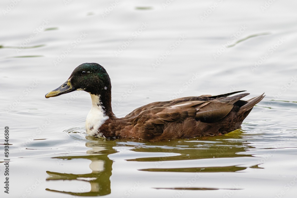 Closeup of a Duclair duck swimming in a pond Closeup of a Duclair duck swimming in a pond