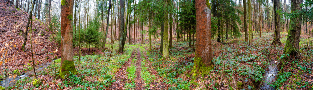 Panoramic view over a woodland track in magical deciduous and pine forest with ancient aged trees just after rain, Germany, at warm sunset Spring evening Panoramic view over a woodland track in magical deciduous and pine forest with ancient aged trees just after rain, Germany, at warm sunset Spring evening