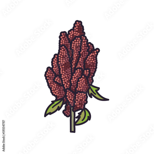 Quinoa panicle isolated vector illustration for Quinoa Day on January 16