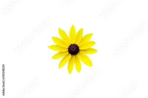 yellow chamomile png, yellow daisy