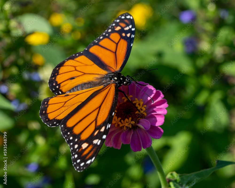 Close-up of an orange Monarch Danaid (Danaus plexippus) butterfly resting on a flower Close-up of an orange Monarch Danaid (Danaus plexippus) butterfly resting on a flower