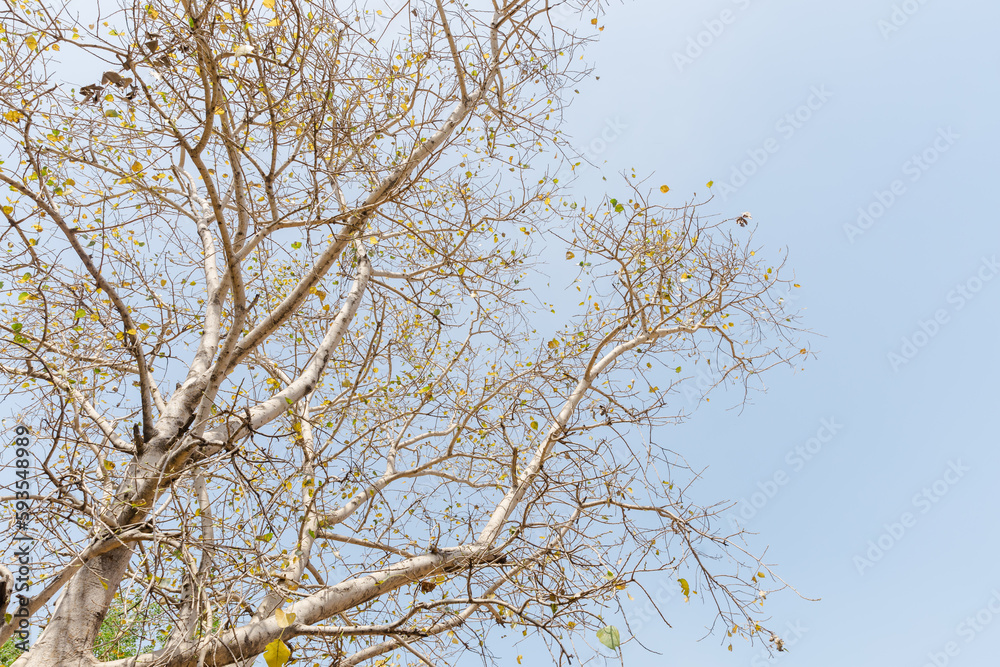 branches against sky branches against sky