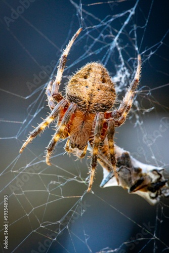 Vertical close-up barn spider (Araneus cavaticus) on a cobweb