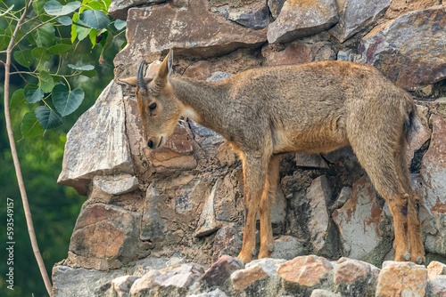 Red goral (Naemorhedus baileyi) looking down from a cliff before jumping down photo