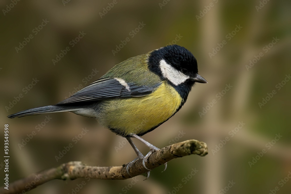 Great tit (Parus major) perched on a branch Great tit (Parus major) perched on a branch