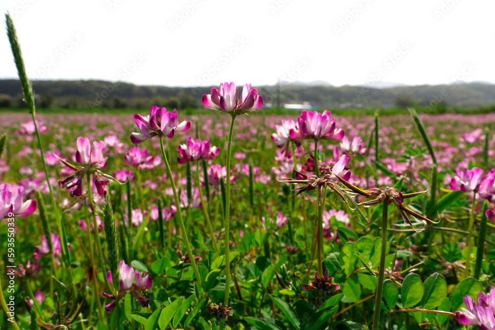 Astragalus sinicus, Chinese milk vetch , Lent lily blooming in rice paddies