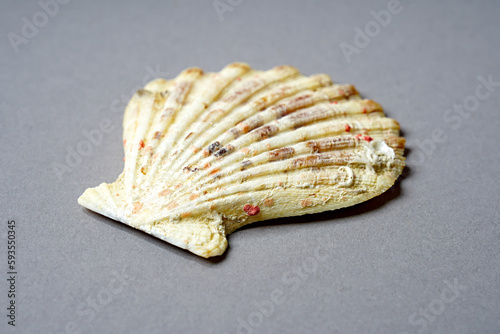 Die Schale der Jakobsmuschel bzw. Große Pilgermuschel (Pecten maximus)