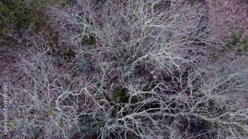 Aerial drone backward moving shot of dirt road between leafless trees in Thetford forest, Norfolk, USA on an autumn day. photo