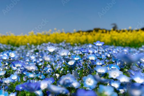 Nemophila , Baby blue eyes with canola