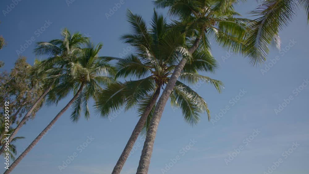 Palm trees sway in breeze with long trunks with blue skys Palm trees sway in breeze with long trunks with blue skys
