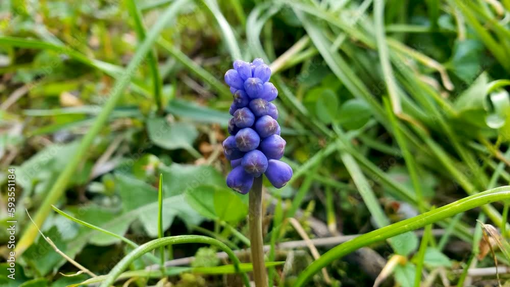 Closeup and focused view of a broad-leafed grape hyacinth amongst random foliage. Closeup and focused view of a broad-leafed grape hyacinth amongst random foliage.