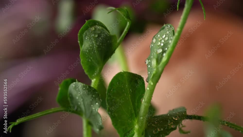 Dew droplets run down the microgreen, or green plant. Dew droplets run down the microgreen, or green plant.