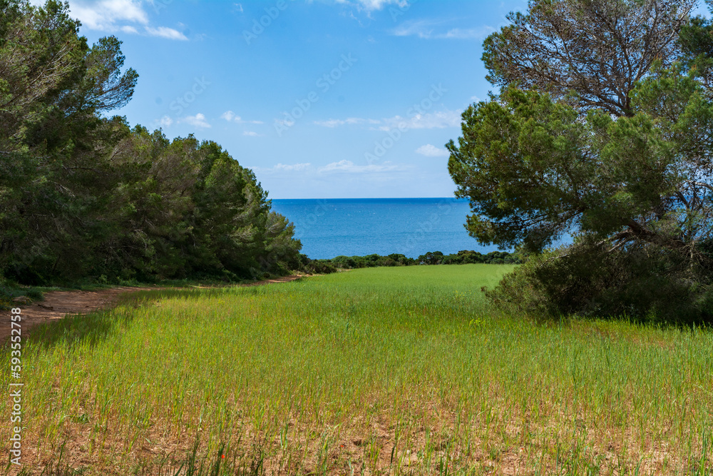 Green flower meadow next to the sea on the Island of Mallorca, Spain. Sunny day hiking.