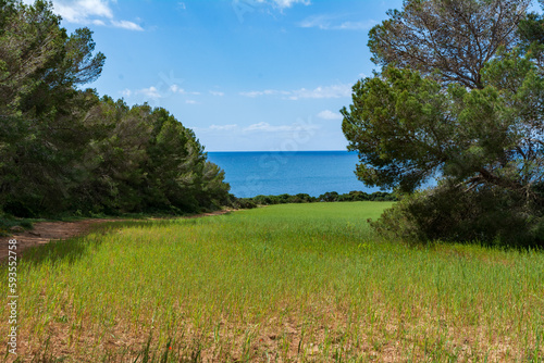 Obraz na płótnie Green flower meadow next to the sea on the Island of Mallorca, Spain. Sunny day hiking. w salonie
