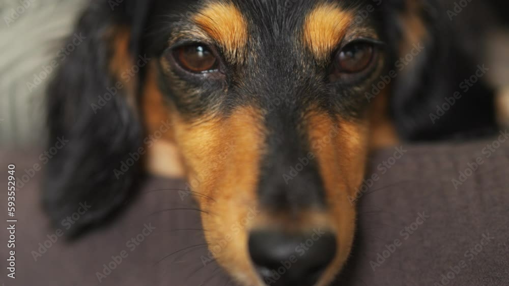 Sleepy dachshund blinking its eyes slowly as it rests its head over the edge of brown pillow. Sleepy dachshund blinking its eyes slowly as it rests its head over the edge of brown pillow.
