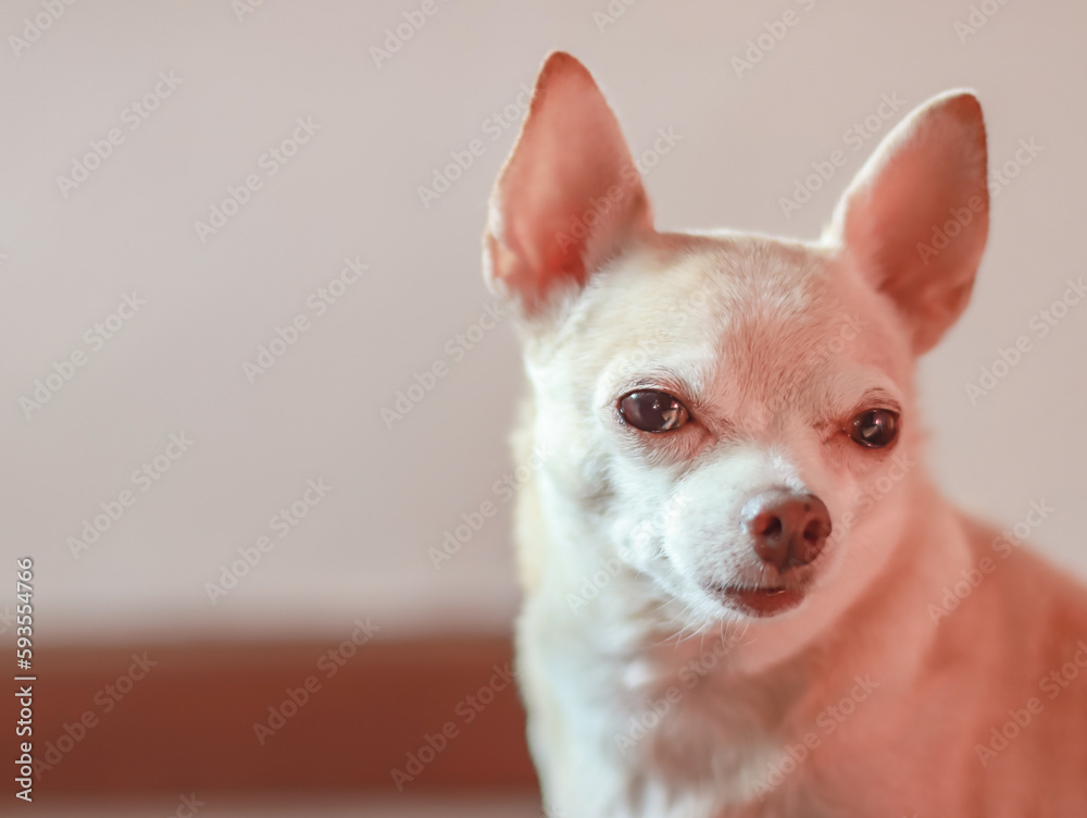 Brown Chihuahua dog sitting in dark room, looking at camera.